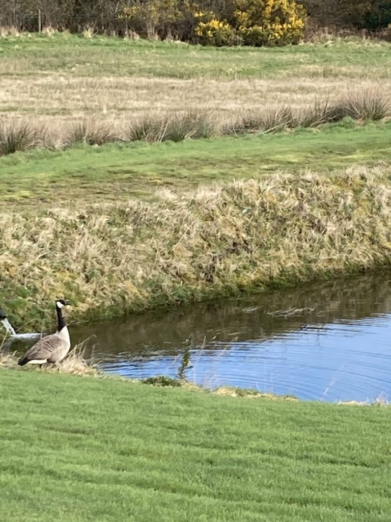 Let's Glamp Retro Luxury Glamping in West Wales Geese 13