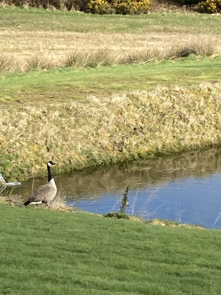 Let's Glamp Retro Luxury Glamping in West Wales Geese 14