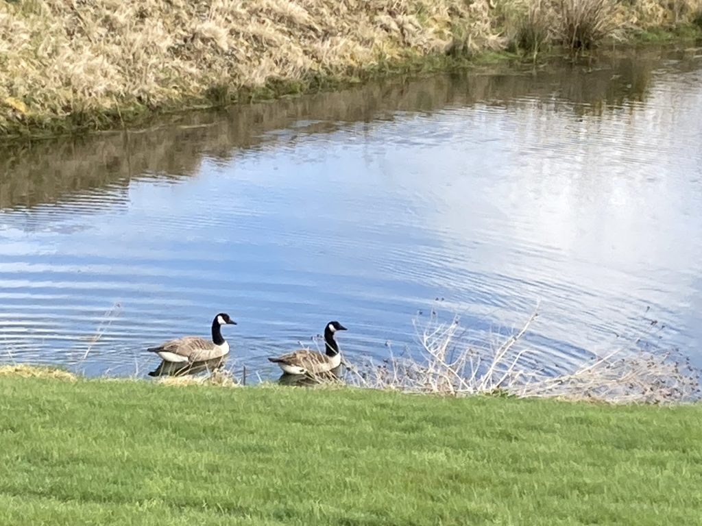 Let's Glamp Retro Luxury Glamping in West Wales Geese 18