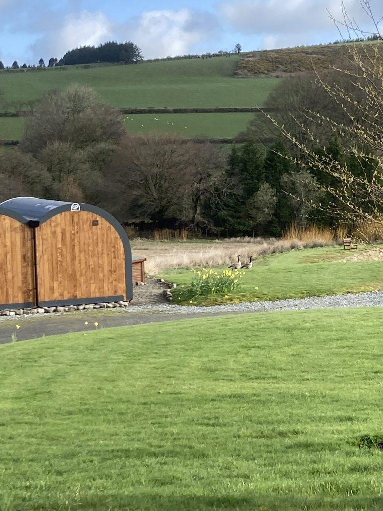 Let's Glamp Retro Luxury Glamping in West Wales Geese 2