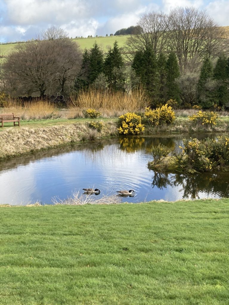 Let's Glamp Retro Luxury Glamping in West Wales Geese 20