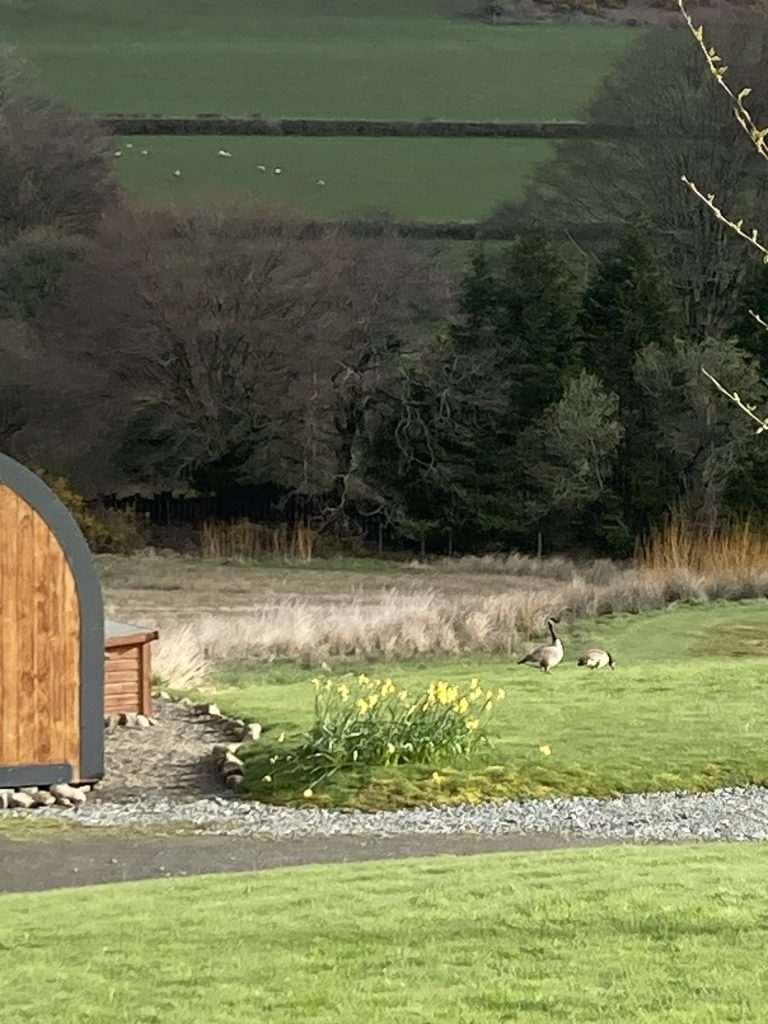 Let's Glamp Retro Luxury Glamping in West Wales Geese 3