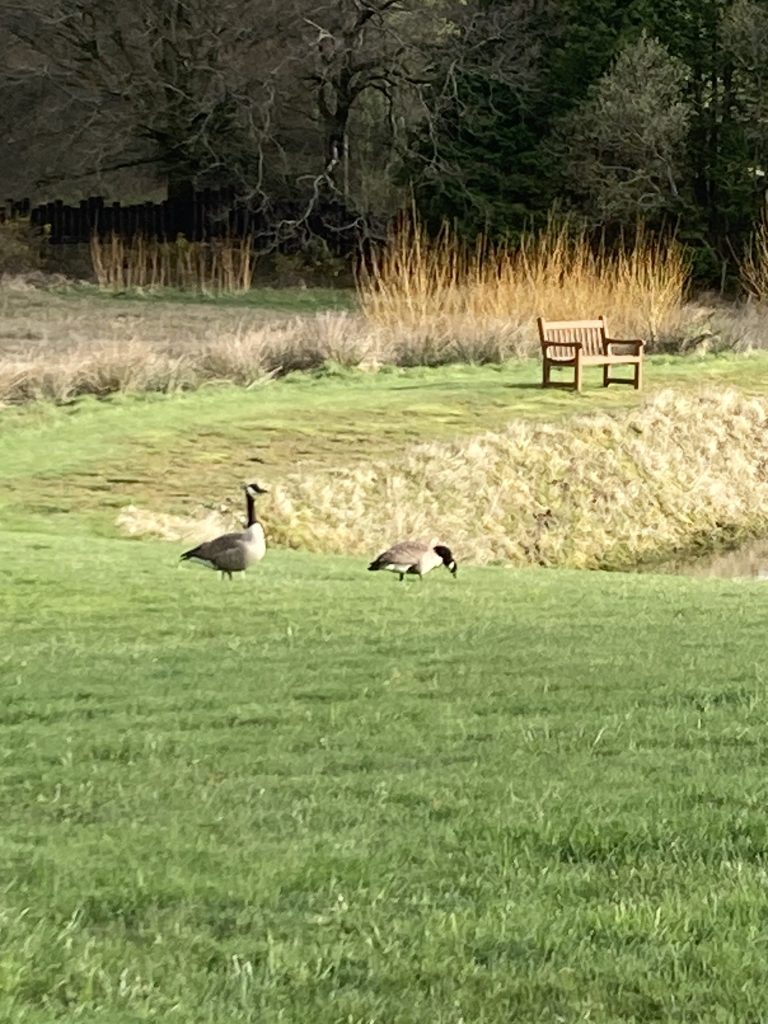 Let's Glamp Retro Luxury Glamping in West Wales Geese 7