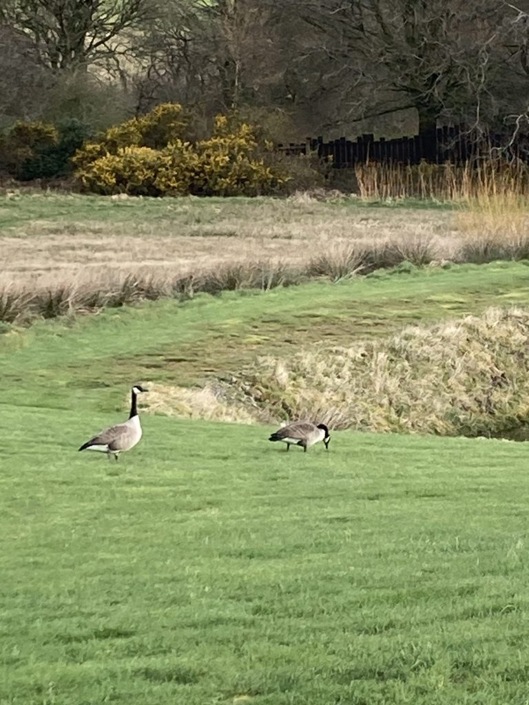 Let's Glamp Retro Luxury Glamping in West Wales Geese 8