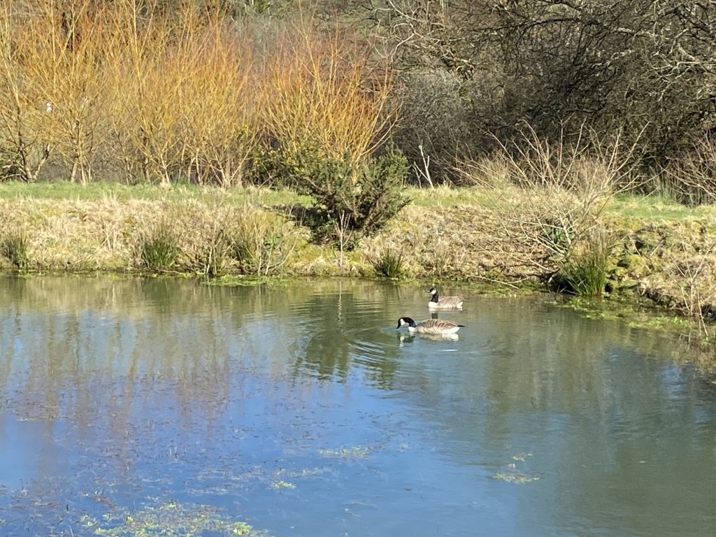 Let's Glamp Retro Luxury Glamping in West Wales geese are back 1