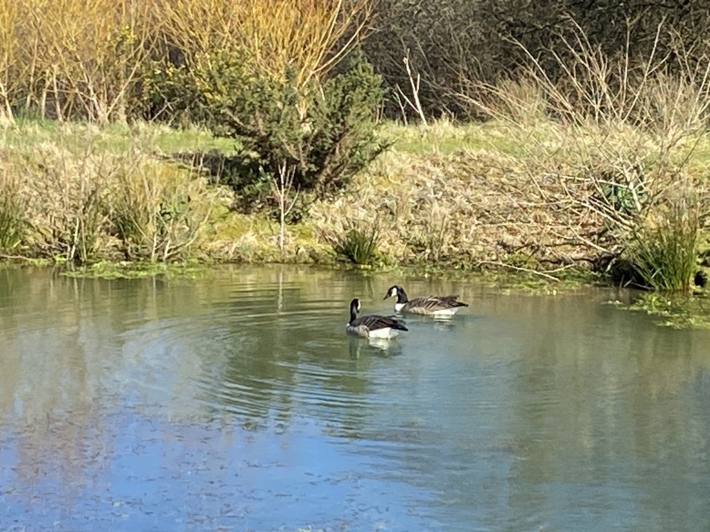 Let's Glamp Retro Luxury Glamping in West Wales geese are back 2