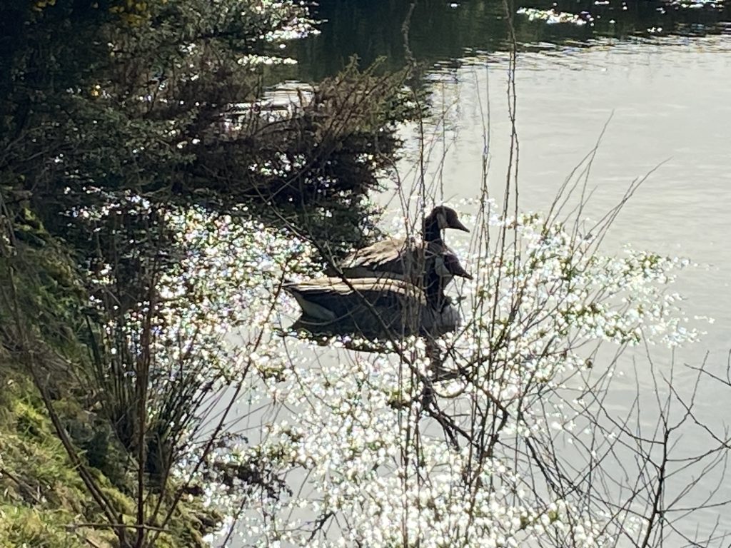 Let's Glamp Retro Luxury Glamping in West Wales geese are back 2022