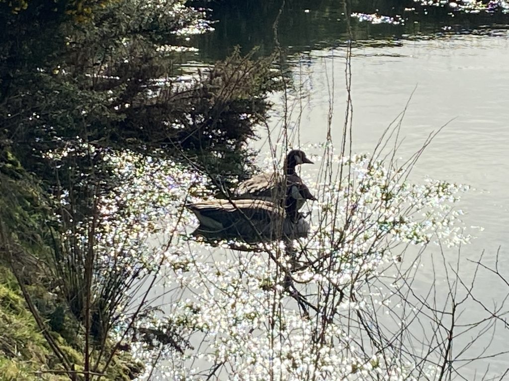 Let's Glamp Retro Luxury Glamping in West Wales geese are back 203