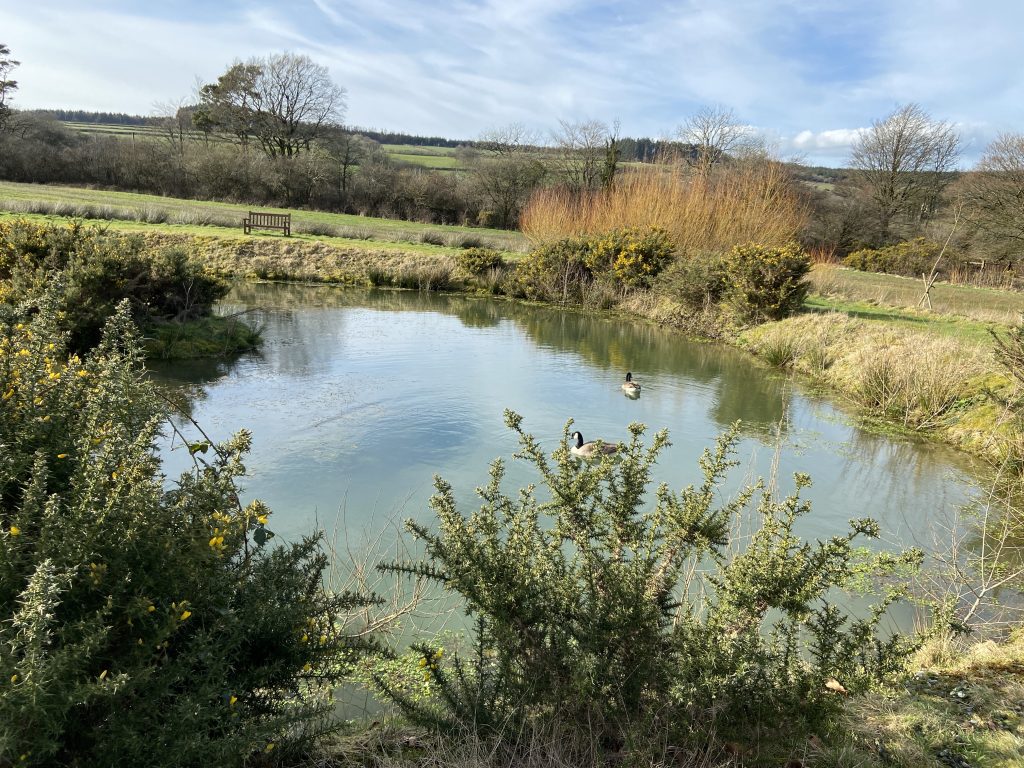 Let's Glamp Retro Luxury Glamping in West Wales geese are back 206