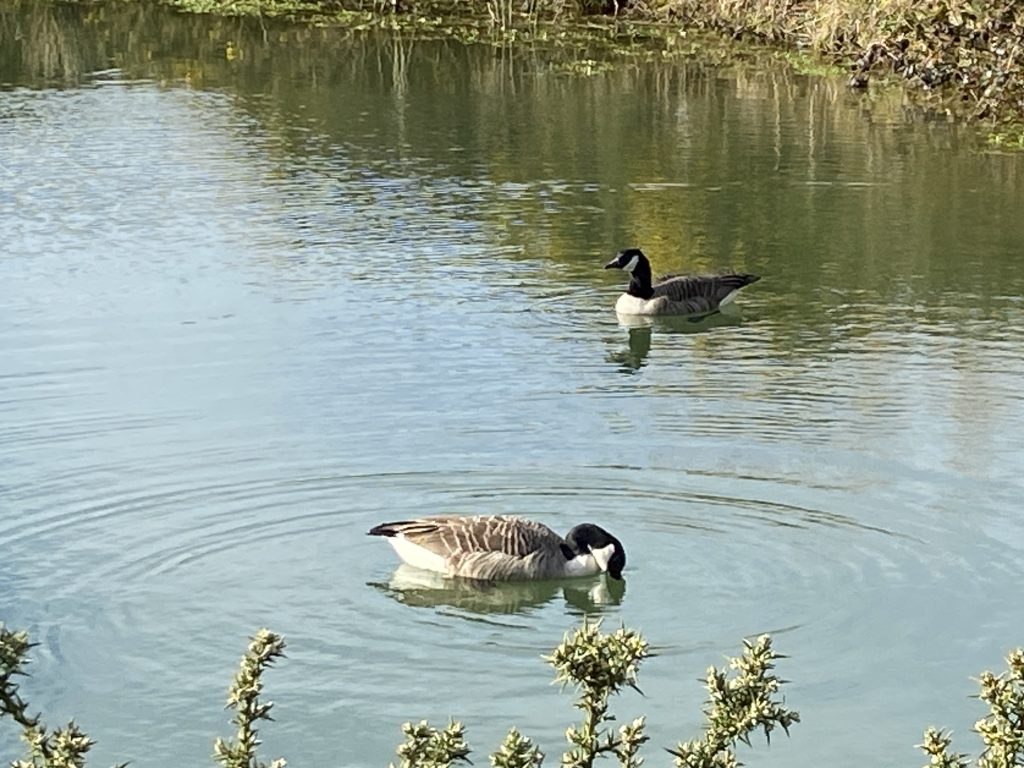 Let's Glamp Retro Luxury Glamping in West Wales geese are back 209