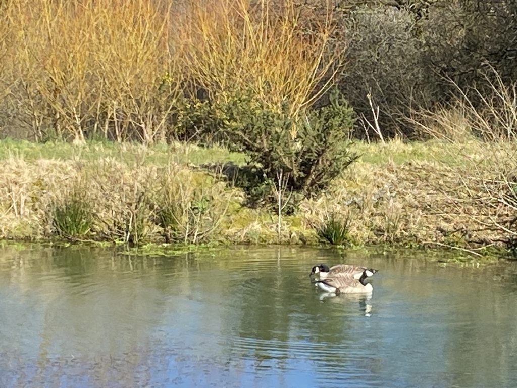 Let's Glamp Retro Luxury Glamping in West Wales geese are back 3