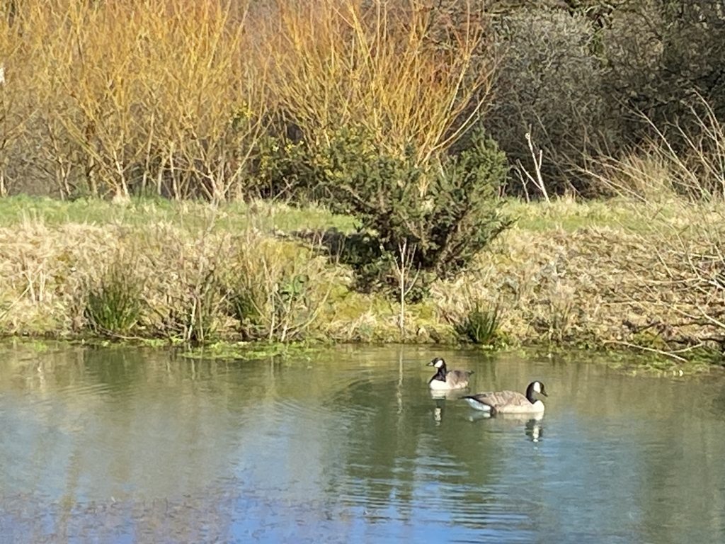 Let's Glamp Retro Luxury Glamping in West Wales geese are back 4