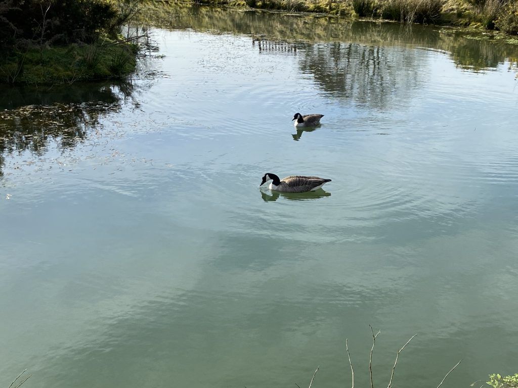 Let's Glamp Retro Luxury Glamping in West Wales geese are back 40