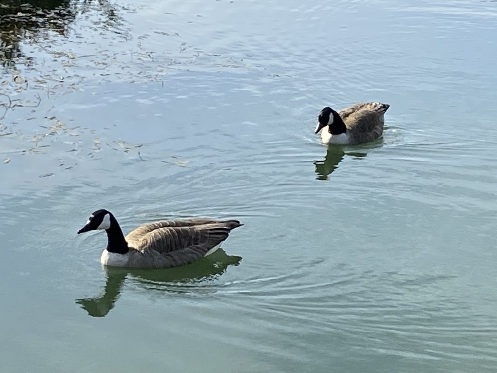 Let's Glamp Retro Luxury Glamping in West Wales geese are back 402