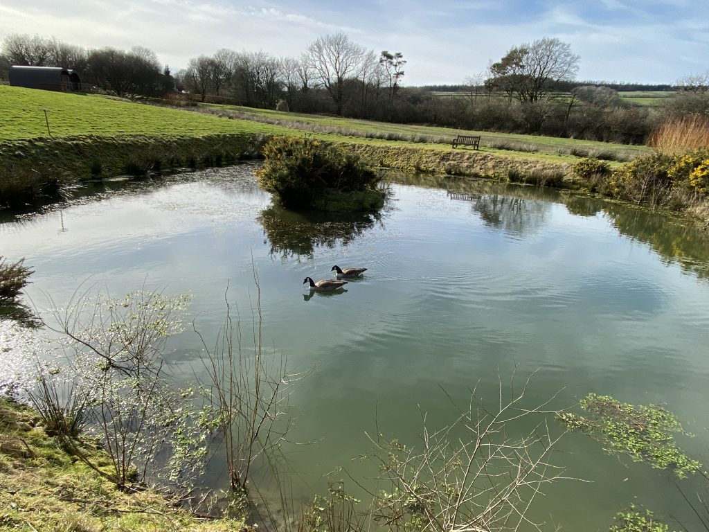 Let's Glamp Retro Luxury Glamping in West Wales geese are back 404