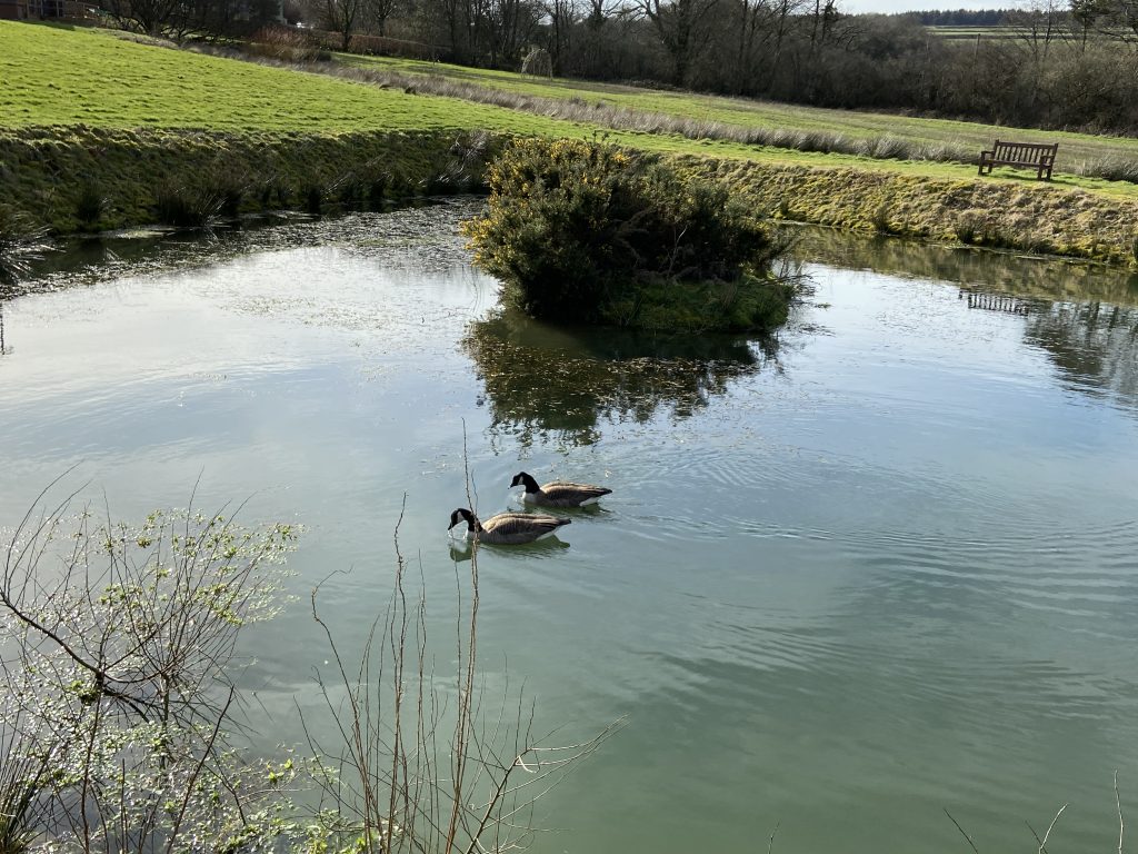 Let's Glamp Retro Luxury Glamping in West Wales geese are back 405