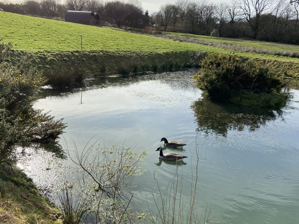 Let's Glamp Retro Luxury Glamping in West Wales geese are back 406