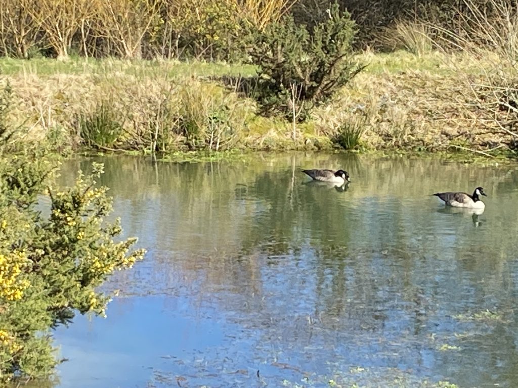 Let's Glamp Retro Luxury Glamping in West Wales geese are back 5