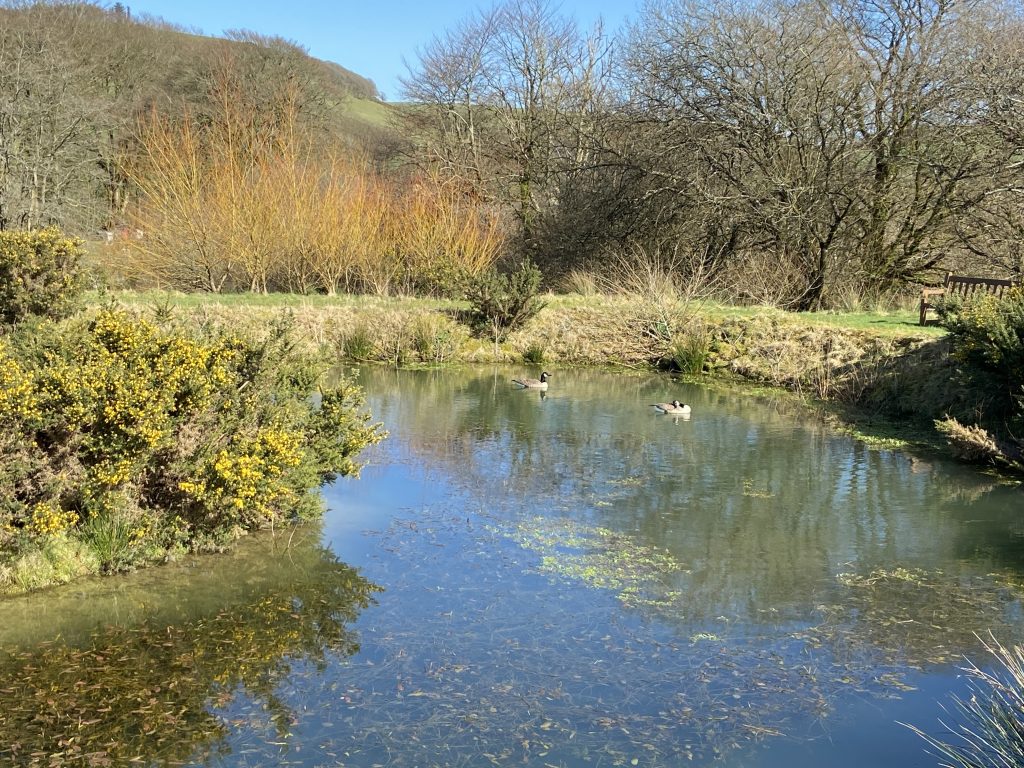 Let's Glamp Retro Luxury Glamping in West Wales geese are back 6