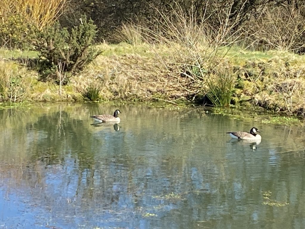 Let's Glamp Retro Luxury Glamping in West Wales geese are back 7