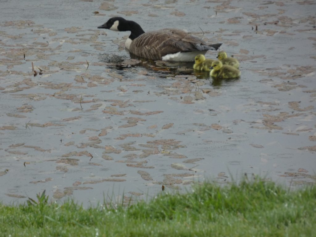 Let's Glamp Retro Luxury Glamping in West Wales the goslings 1