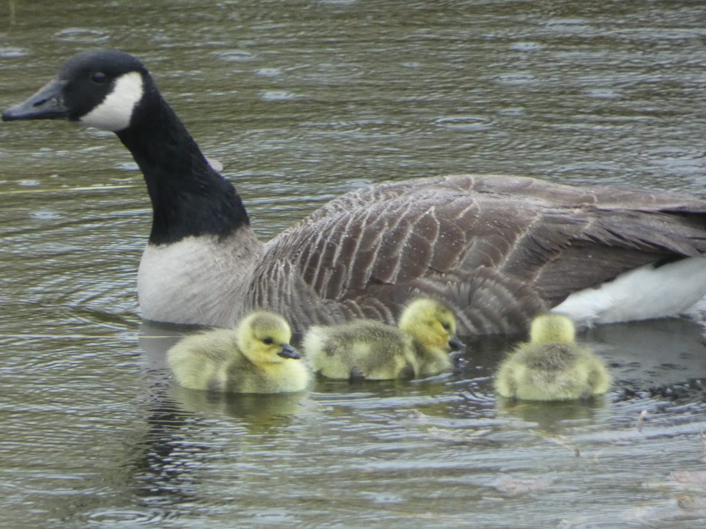 Let's Glamp Retro Luxury Glamping in West Wales the goslings 11
