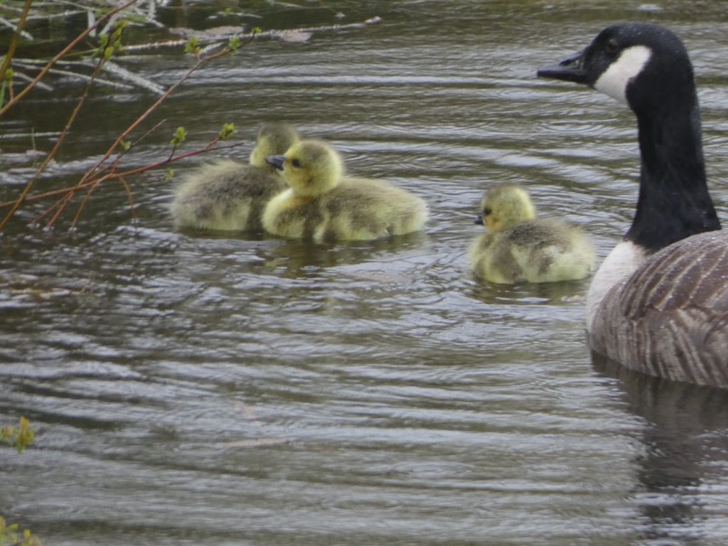 Let's Glamp Retro Luxury Glamping in West Wales the goslings 13