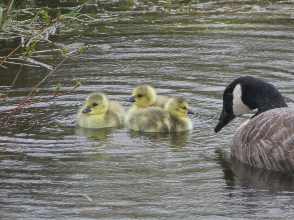 Let's Glamp Retro Luxury Glamping in West Wales the goslings 14