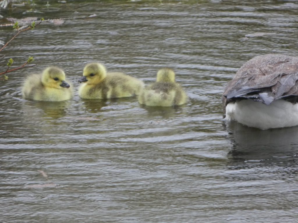 Let's Glamp Retro Luxury Glamping in West Wales the goslings 15