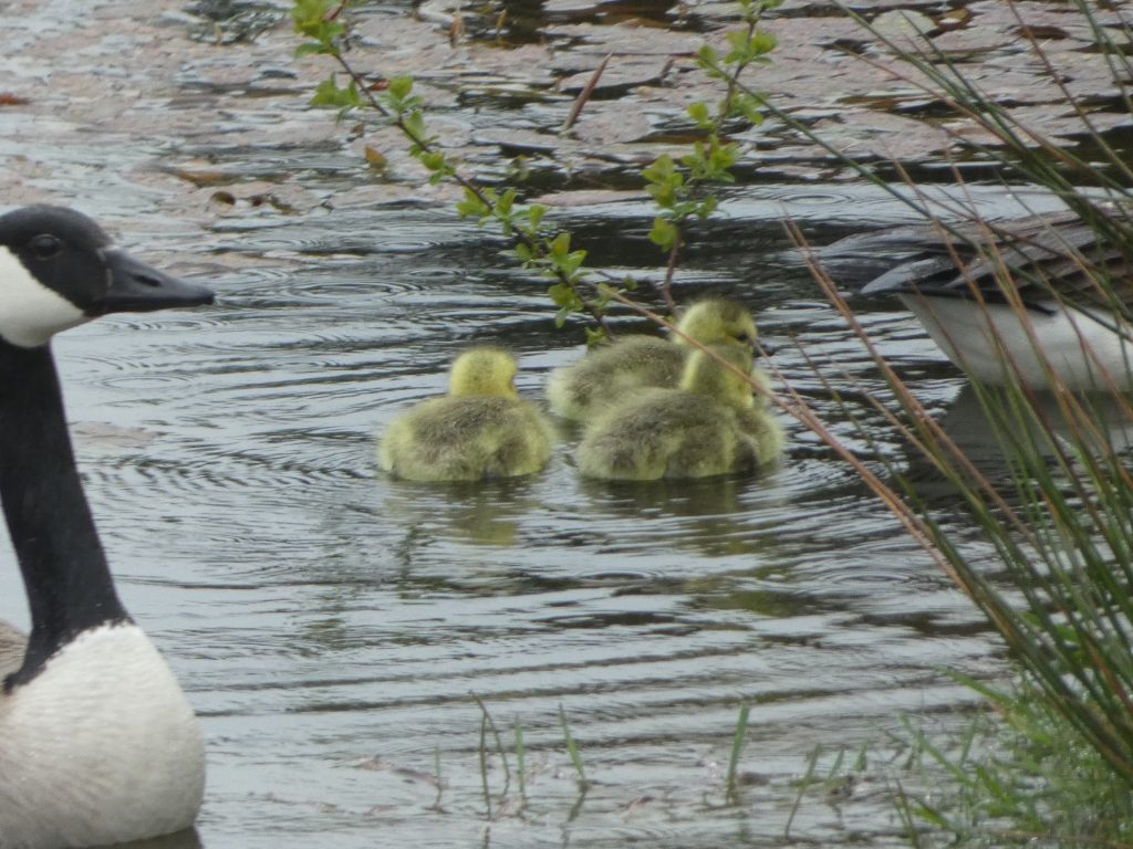 Let's Glamp Retro Luxury Glamping in West Wales the goslings 16