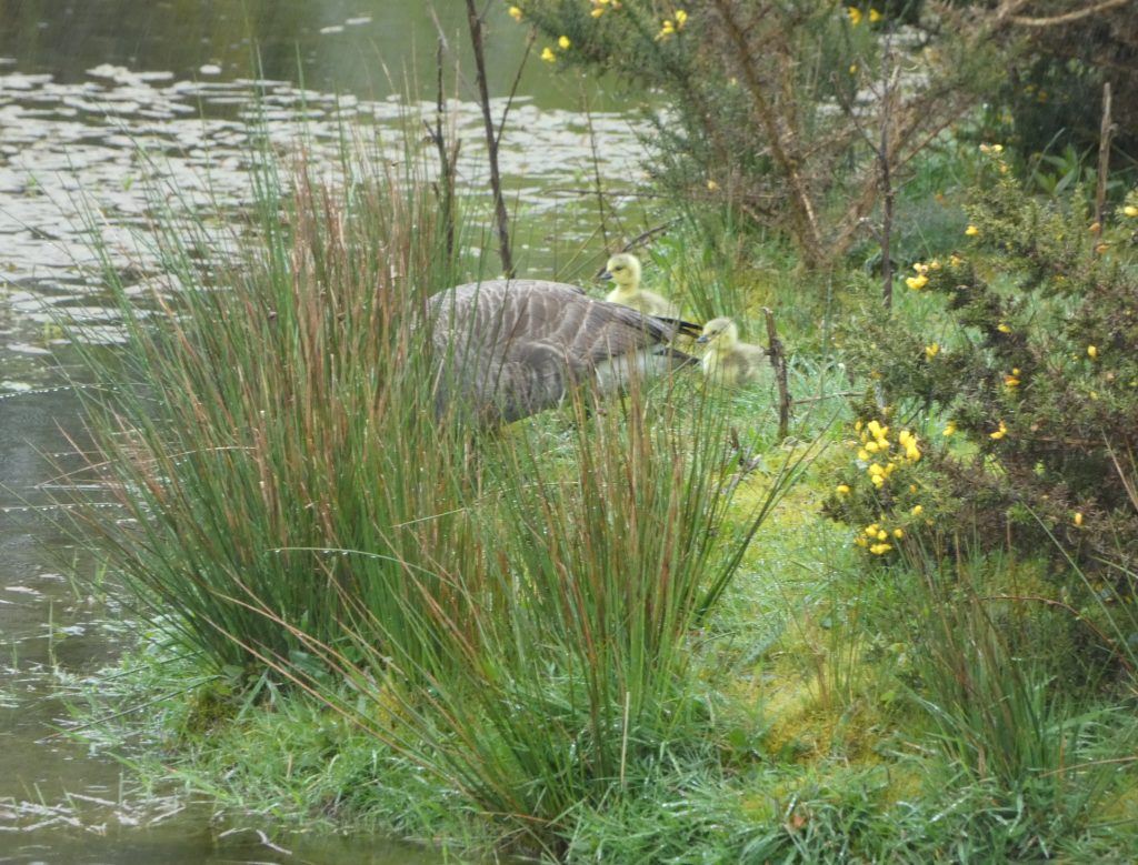Let's Glamp Retro Luxury Glamping in West Wales the goslings 17