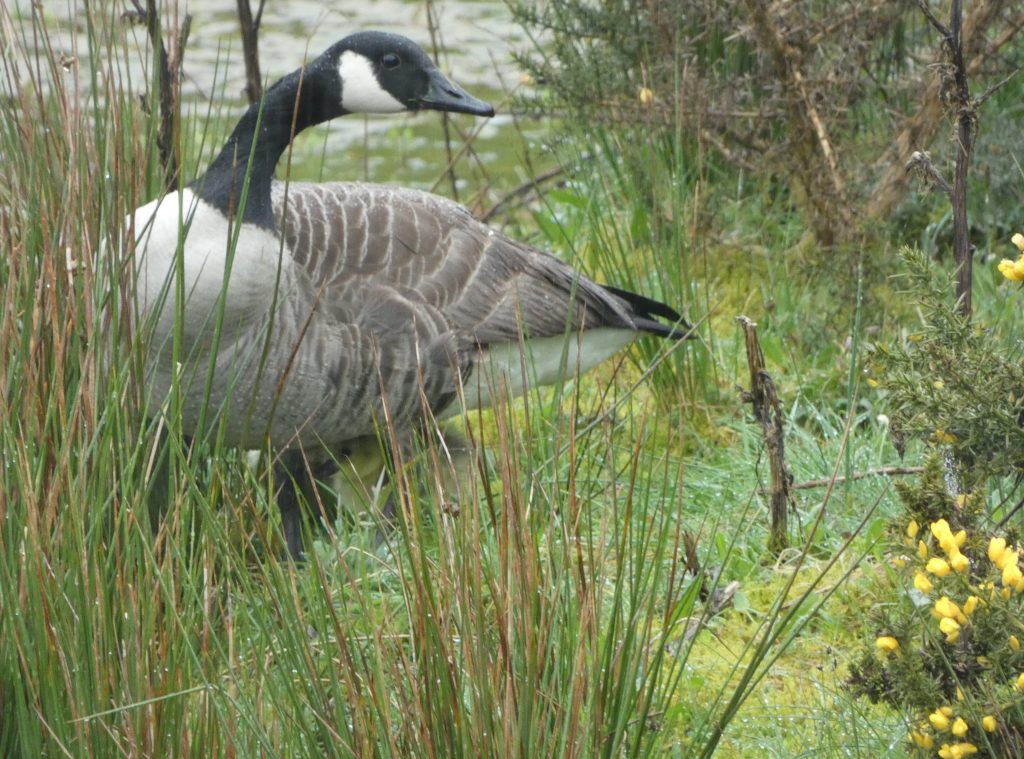 Let's Glamp Retro Luxury Glamping in West Wales the goslings 19