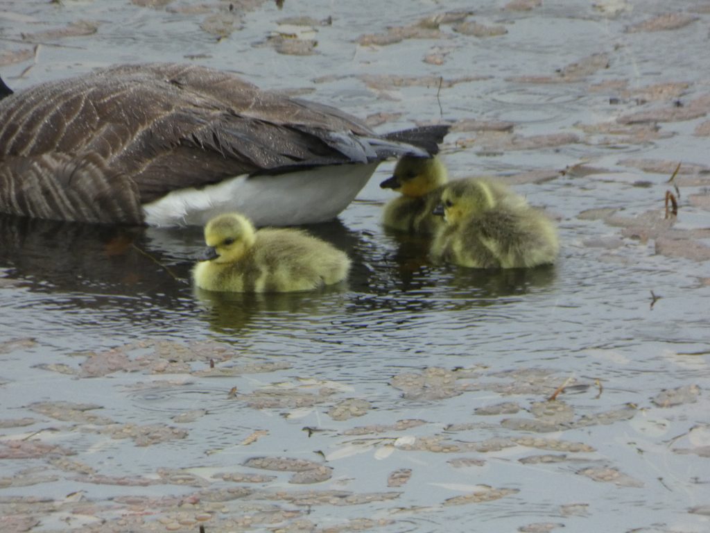 Let's Glamp Retro Luxury Glamping in West Wales the goslings 2