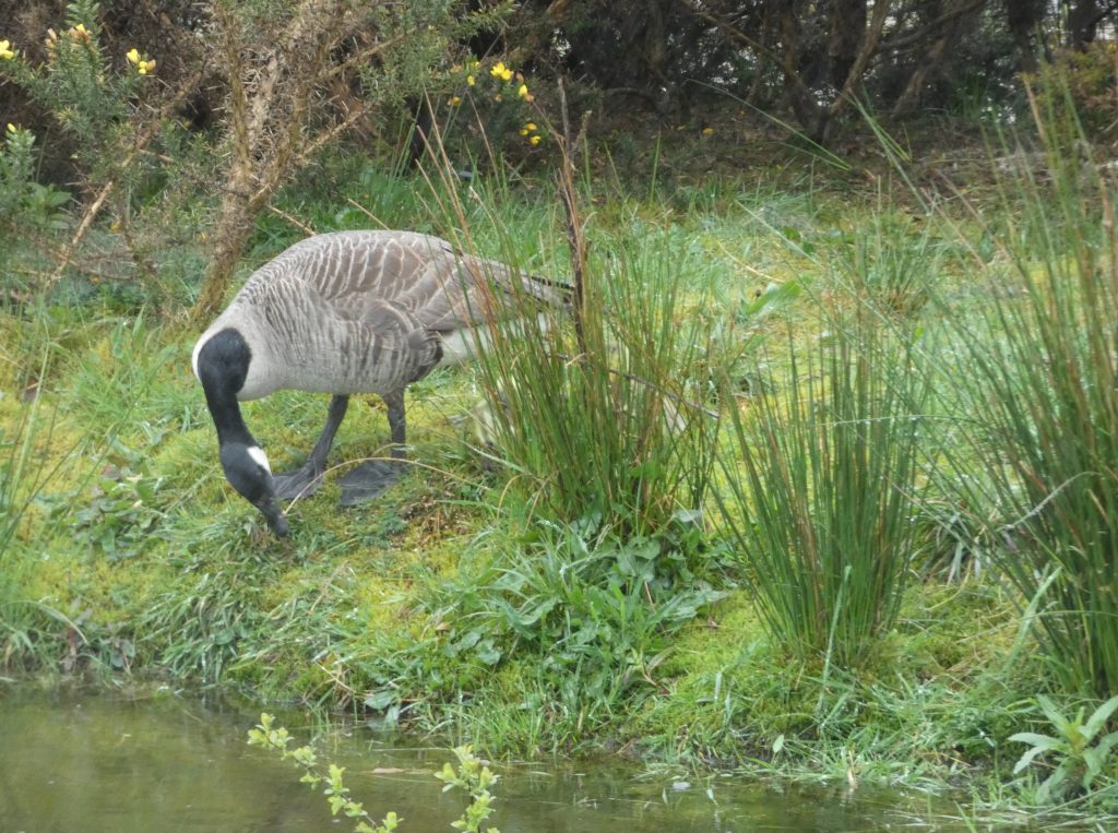 Let's Glamp Retro Luxury Glamping in West Wales the goslings 20