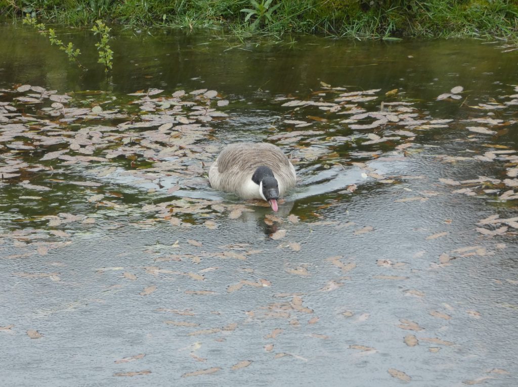 Let's Glamp Retro Luxury Glamping in West Wales the goslings 22