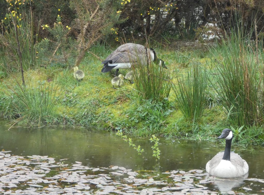 Let's Glamp Retro Luxury Glamping in West Wales the goslings 23