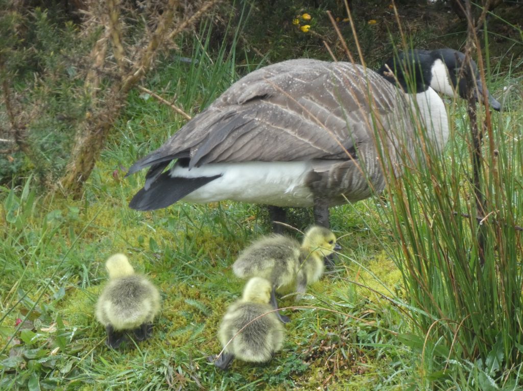 Let's Glamp Retro Luxury Glamping in West Wales the goslings 24