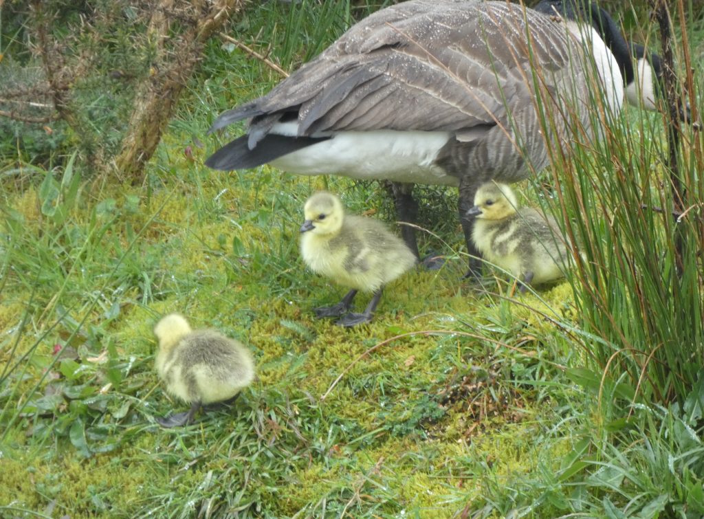Let's Glamp Retro Luxury Glamping in West Wales the goslings 25