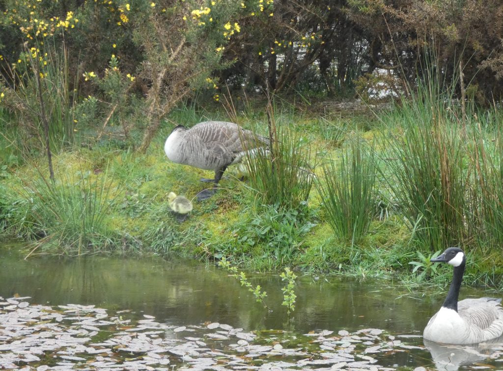 Let's Glamp Retro Luxury Glamping in West Wales the goslings 26