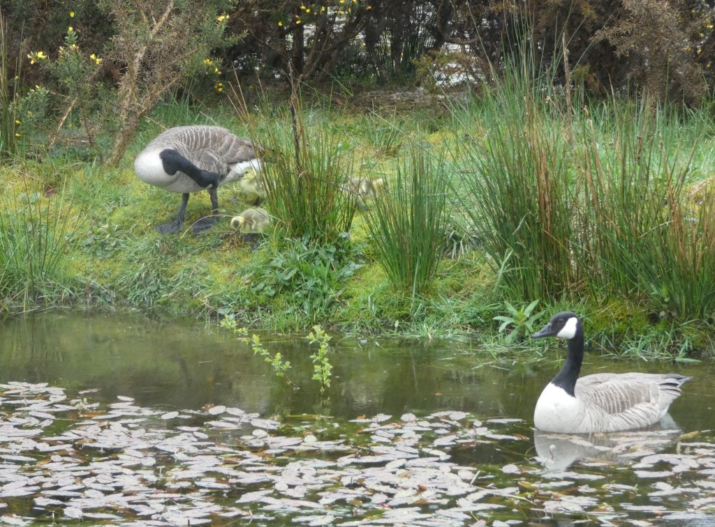 Let's Glamp Retro Luxury Glamping in West Wales the goslings 27