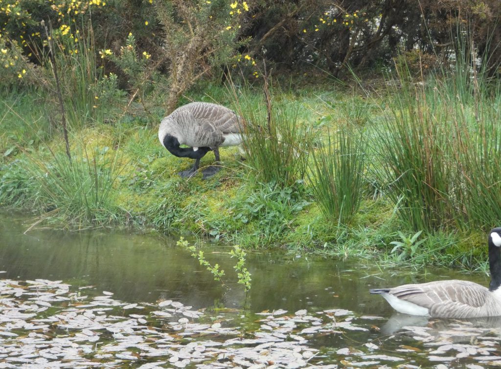 Let's Glamp Retro Luxury Glamping in West Wales the goslings 28