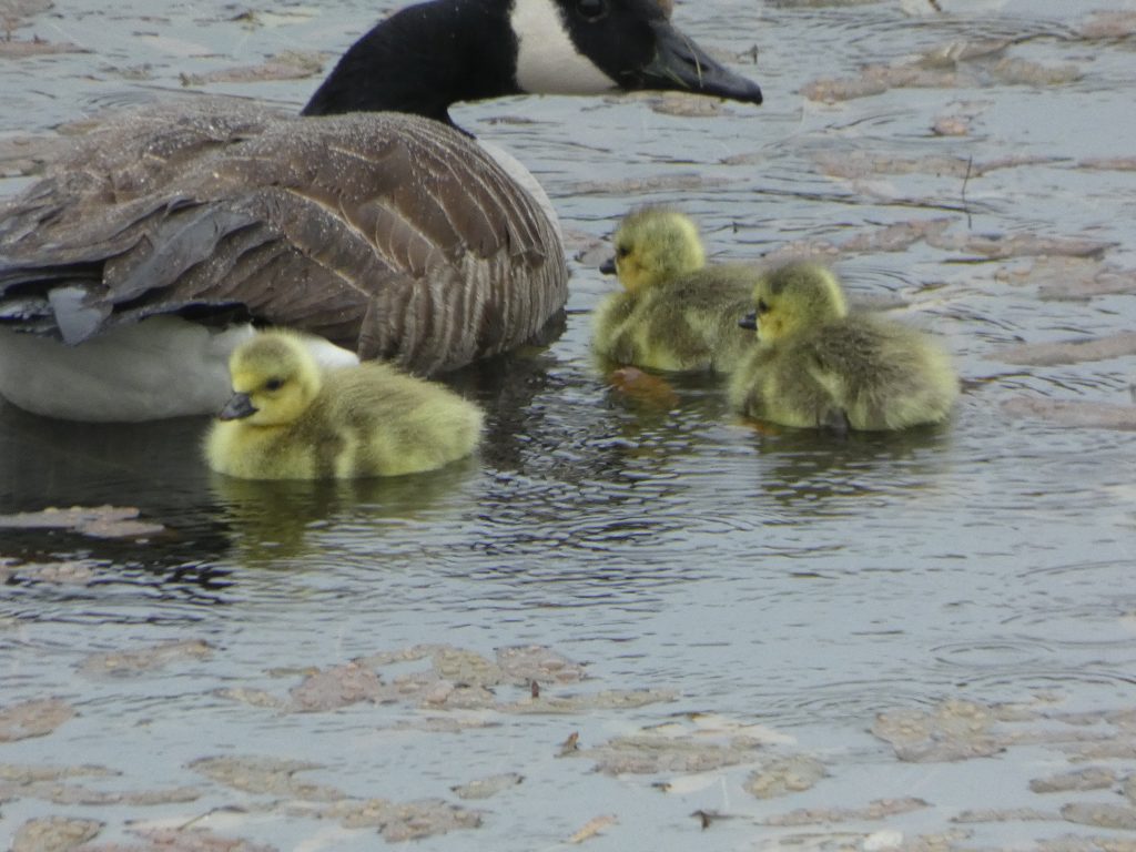 Let's Glamp Retro Luxury Glamping in West Wales the goslings 3