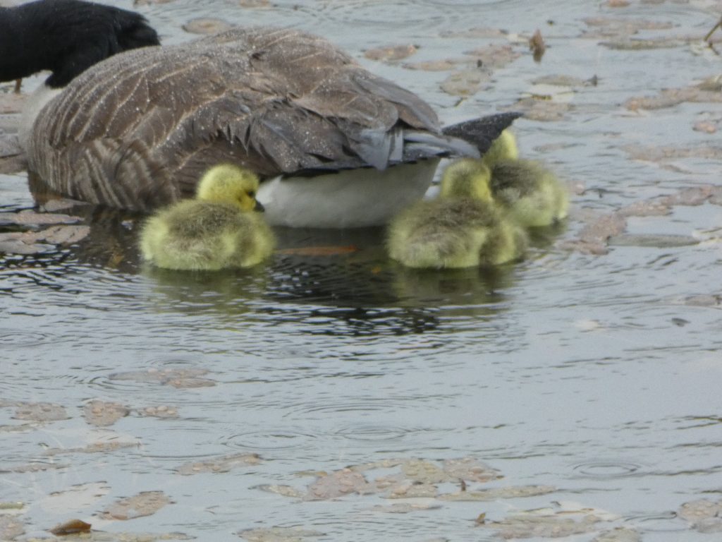 Let's Glamp Retro Luxury Glamping in West Wales the goslings 4