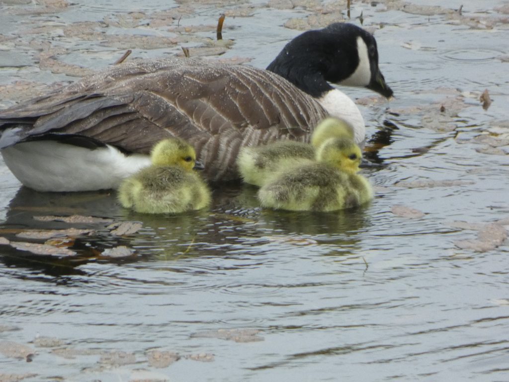 Let's Glamp Retro Luxury Glamping in West Wales the goslings 5