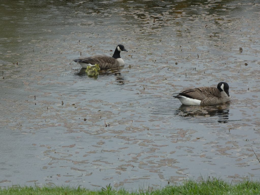 Let's Glamp Retro Luxury Glamping in West Wales the goslings 6