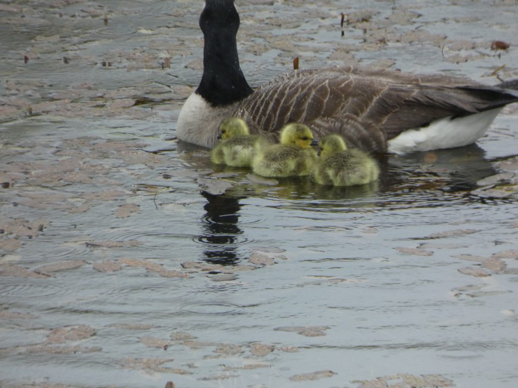Let's Glamp Retro Luxury Glamping in West Wales the goslings 7