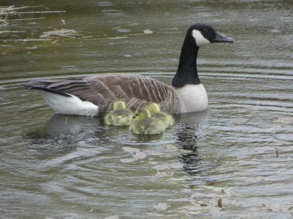 Let's Glamp Retro Luxury Glamping in West Wales the goslings 8