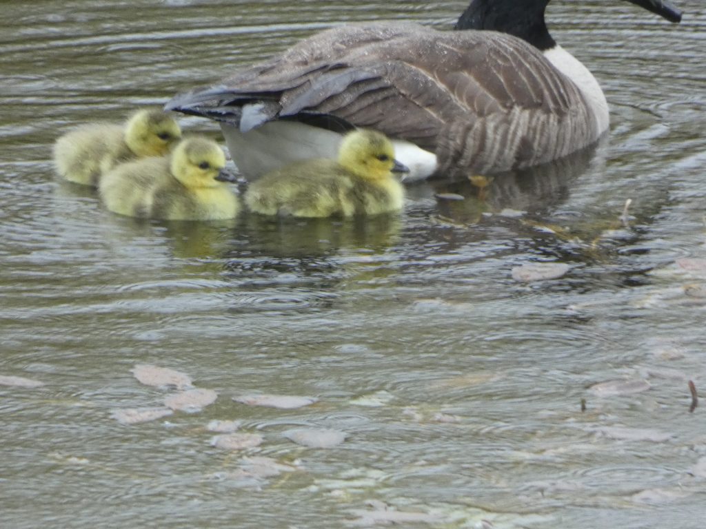 Let's Glamp Retro Luxury Glamping in West Wales the goslings 9