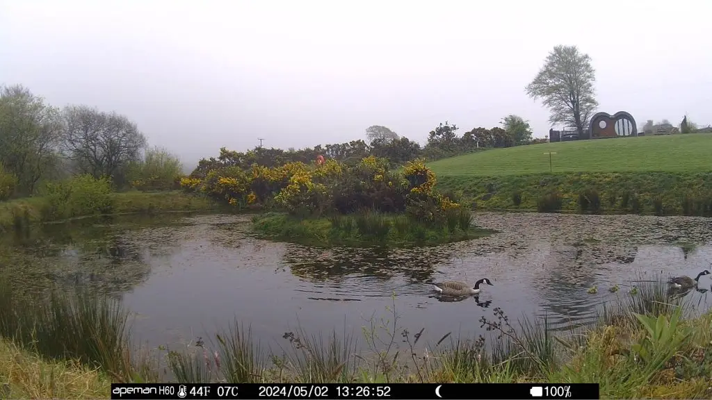 Let's Glamp Retro Luxury Glamping in West Wales the geese growing in May 01