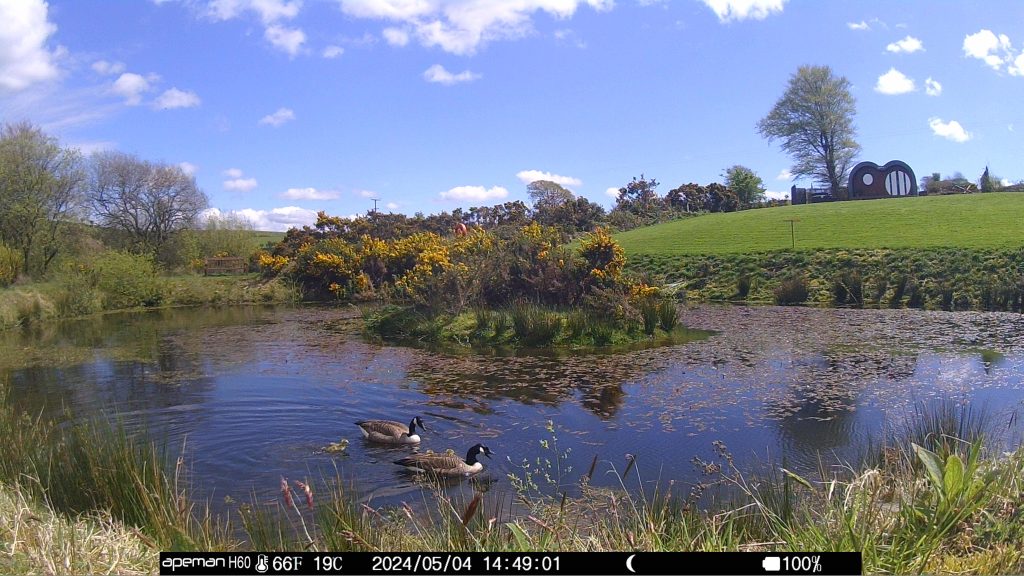 Let's Glamp Retro Luxury Glamping in West Wales the geese growing in May 02